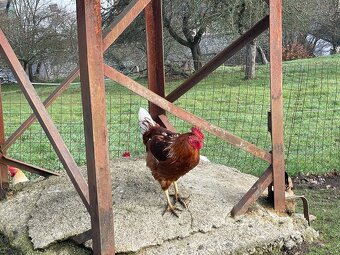 Kohout, kohouti Dvořákovy mix 10ks vysezeni slepicemi - 3