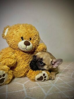 Francouzský buldoček - 3