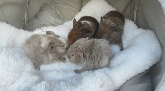 Morče - morčata - krásná morčátka z Moravy - 3