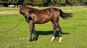 Kobylka ČT 1,5roku - 3