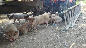 Vietnamské sele - 3