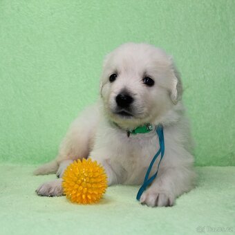 Slovenský čuvač - 3