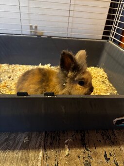 Zakrsly kralicek - 3