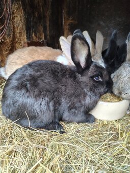 Králíci - samice - 3