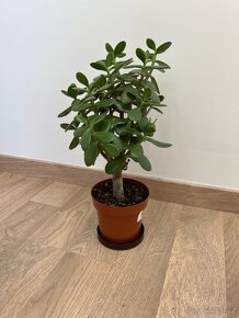 Rostlina Tlustice Crassula Ovata 40 cm - 3