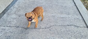 Anglicky Buldog - 3
