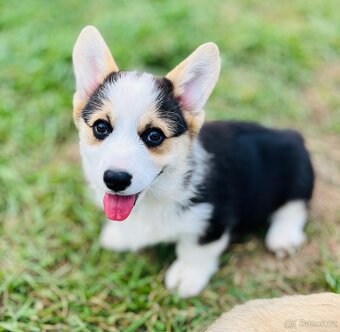 Welsh corgi pembroke s PP (FCI) - 3