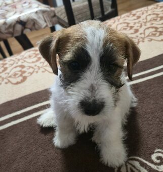Jack Russell terrier - 3