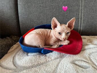 Koťata sphynx - 3