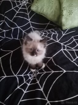 Koťata Ragdoll bez pp - 3