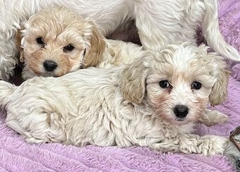 Maltipoo - 3