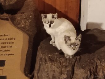 Daruji koťátka - 3