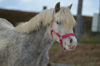welsh mountain pony - 3