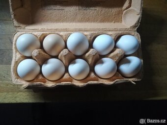 VLASKA EXCHEQUER letošní kohoutci - 3