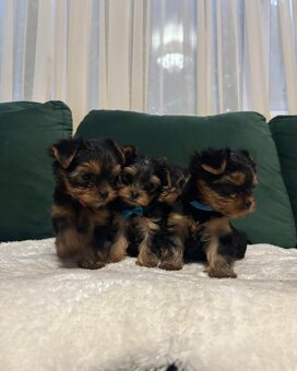 Jorkšírský teriér - 3