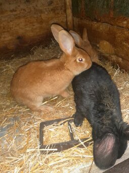 Prodám králíky - 3