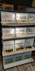 Násadová vejce a kuřata Hempšírka - 3