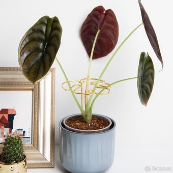 Opora pro rostliny, list monstery, zlatá - 3