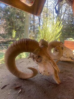 2x mufloní lebka z dědictví - 3