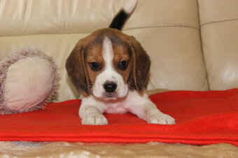 Beagle szczeniaczki po Championie Polski ZKwP (FCI) - 3