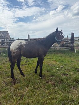 Kobylka Tara x appaloosa - 3