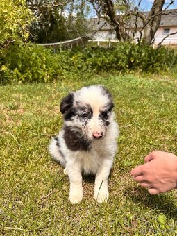 Štěňátka Border Kolie Blue merle Red merle - 3