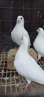 POŠTOVNÍ  BÍLÉ - 3