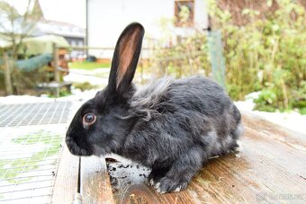 Zakrslý králík - 3