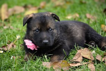 Německý ovčák s PP - 3