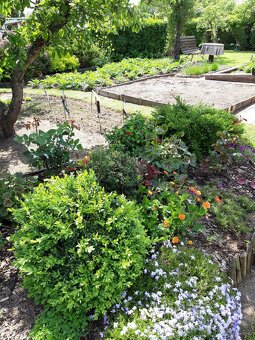 Pronájem zahrady v zahrádkářské kolonii - 3