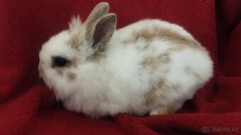 Zakrslý lvíček, králíček teddy - 3