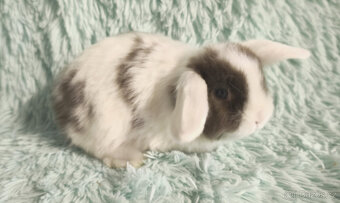 ⭐️ Vánoční ⭐️ Zakrslý beránek SATÉNOVÝ🍀 T3 🍀 - 3