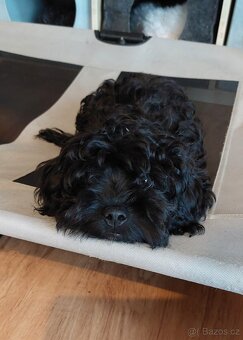 Ruská barevná bolonka s PP - 3