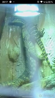 Varanus Salvator - 3