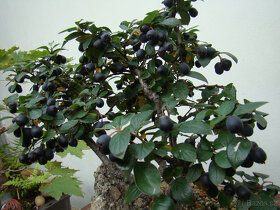 Skalník celokrajný bonsai - 3