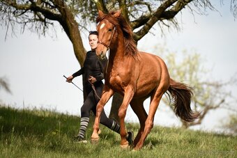 Lusitano klisna PSL 2 letá - 3