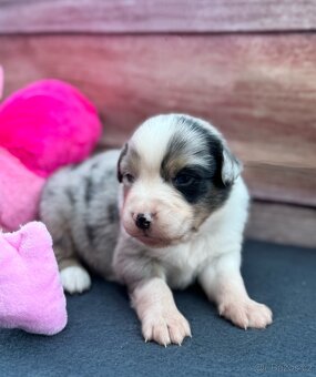 Miniaturní Americký ovčák s PP, blue merle pes - 3