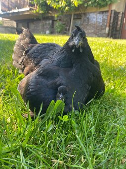 Ayam cemani - 3