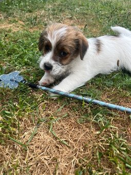 Jack Russell teriér - s Průkazem původu - 3