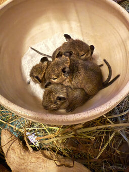 OSMÁK DEGU mláďata - 3