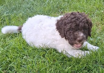 Lagotto romagnolo - pejsci s PP - 3
