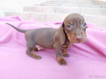 Jezevčík trpaslici - 3