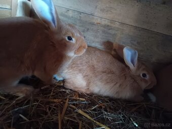 Bungurdsky králík - 3