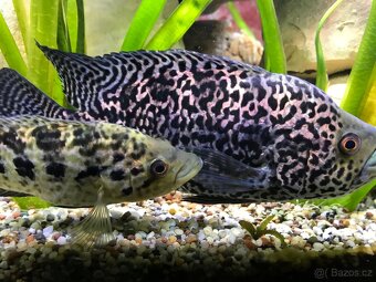 Kančík managujský /Parachromis managuensis chovný pár - 3