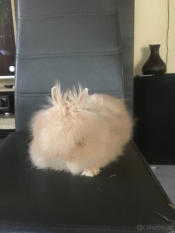 Zakrslý teddy dlouhosrstý - mláďata - 3