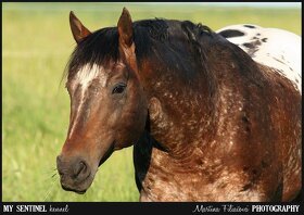 Appaloosa hřebec - připouštění - 3