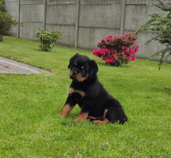 Rottweiler  / Rotvajler - 3