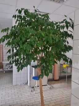 Fikus - 3