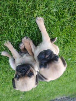 Mops - 3