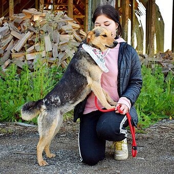 ŠEJLA K ADOPCI - 1 ROK, VDĚČNÁ, ODDANÁ,LASKAVÁ - 3